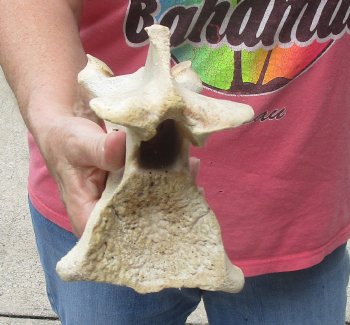 11" Authentic B-Grade Giraffe Neck Vertebra Bone - $30
