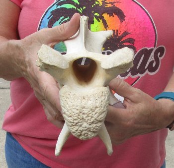 10" Authentic B-Grade Giraffe Neck Vertebra Bone - $30
