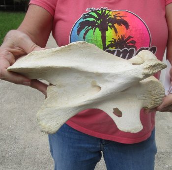 10" Authentic B-Grade Giraffe Neck Vertebra Bone - $30