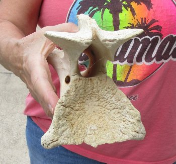 10" Authentic B-Grade Giraffe Neck Vertebra Bone - $30