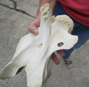 10" Authentic B-Grade Giraffe Neck Vertebra Bone - $30