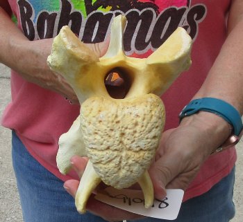 11" Authentic B-Grade Giraffe Neck Vertebra Bone - $30