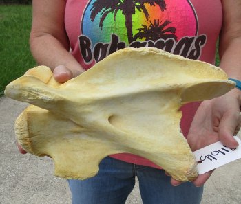 11" Authentic B-Grade Giraffe Neck Vertebra Bone - $30