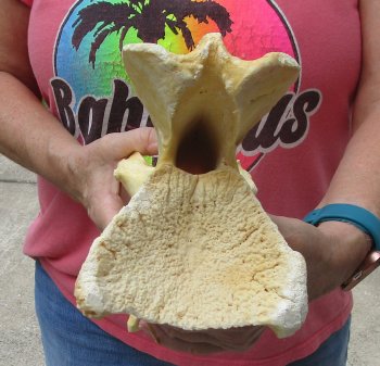 11" Authentic B-Grade Giraffe Neck Vertebra Bone - $30