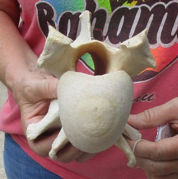 11" Authentic B-Grade Giraffe Neck Vertebra Bone - $30