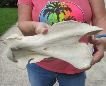 11" Authentic B-Grade Giraffe Neck Vertebra Bone - $30