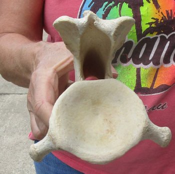 11" Authentic B-Grade Giraffe Neck Vertebra Bone - $30