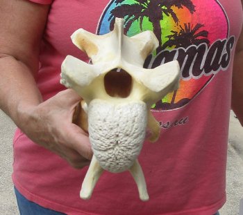 11" Authentic B-Grade Giraffe Neck Vertebra Bone - $30