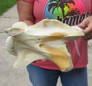 11" Authentic B-Grade Giraffe Neck Vertebra Bone - $30