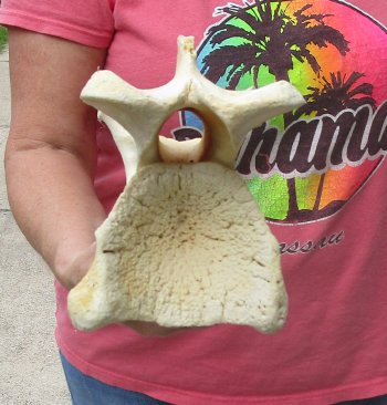 11" Authentic B-Grade Giraffe Neck Vertebra Bone - $30