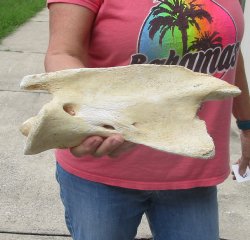 11" Authentic ...