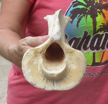 11" Authentic B-Grade Giraffe Neck Vertebra Bone - $30
