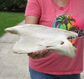 11" Authentic B-Grade Giraffe Neck Vertebra Bone - $30