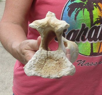 11" Authentic B-Grade Giraffe Neck Vertebra Bone - $30