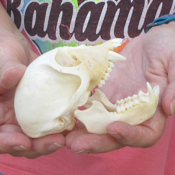 B-Grade 4" Male African Vervet Monkey Skull (CITES P-000044854)