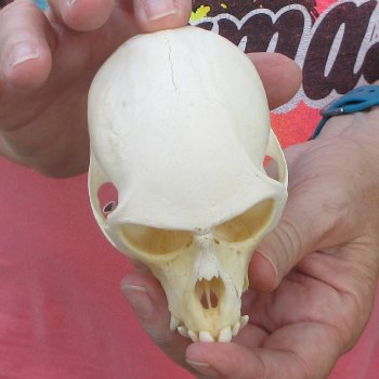 B-Grade 4" Male African Vervet Monkey Skull (CITES P-000044854)