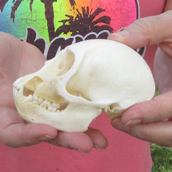 B-Grade 4" Male African Vervet Monkey Skull (CITES P-000044854)