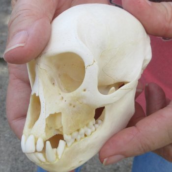 B-Grade 4" Male African Vervet Monkey Skull (CITES P-000044854)