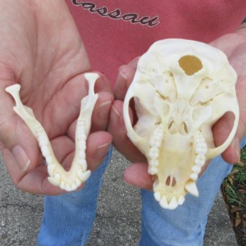B-Grade 4" Male African Vervet Monkey Skull (CITES P-000044854)