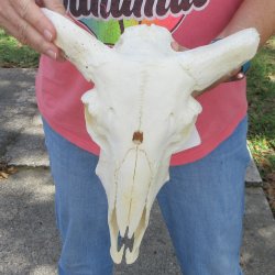 B-Grade Sheep Skull...