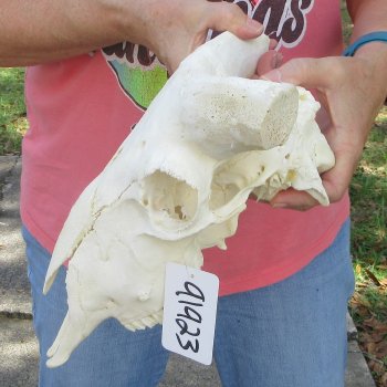 B-Grade Sheep Skull, 12" long, No Horns 