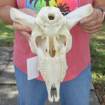 B-Grade Sheep Skull, 12" long, No Horns 