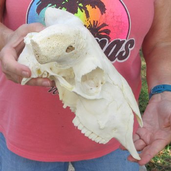 B-Grade Sheep Skull, 12" long, No Horns 