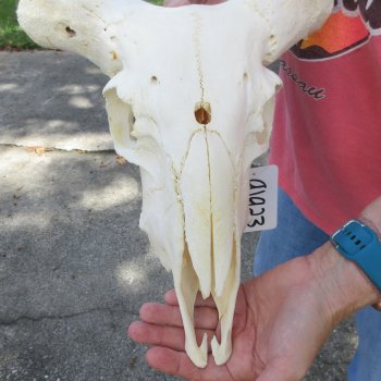 B-Grade Sheep Skull, 12" long, No Horns 