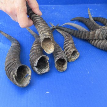 Ten piece lot of B-Grade 8" to 11" Male Springbok Horns 