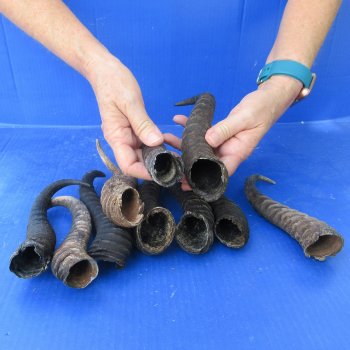 Ten piece lot of B-Grade 8" to 11" Male Springbok Horns 