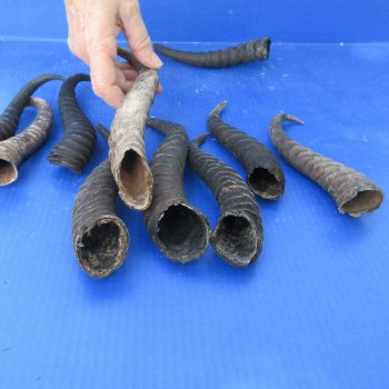 Ten piece lot of B-Grade 8" to 11" Male Springbok Horns 