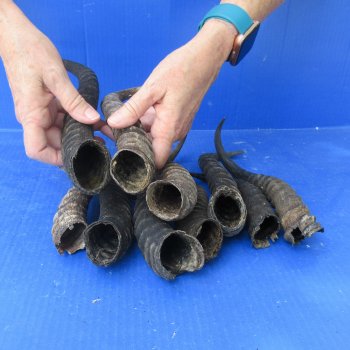 Ten piece lot of B-Grade 8" to 12" Male Springbok Horns 