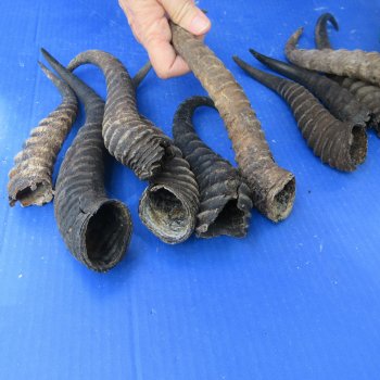 Ten piece lot of B-Grade 8" to 12" Male Springbok Horns 