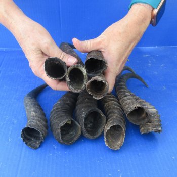 Ten piece lot of B-Grade 8" to 12" Male Springbok Horns 