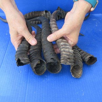 Ten piece lot of B-Grade 8" to 12" Male Springbok Horns 