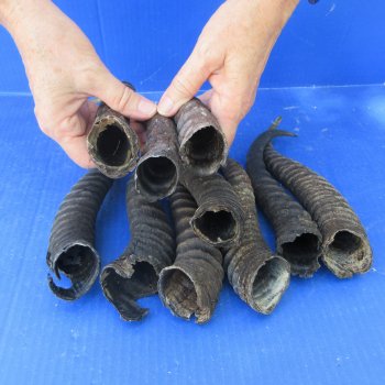 Ten piece lot of B-Grade 8" to 11" Male Springbok Horns 