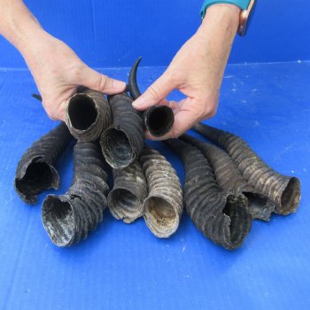 Ten piece lot of B-Grade 7" to 12" Male Springbok Horns 