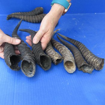Ten piece lot of B-Grade 7" to 12" Male Springbok Horns 