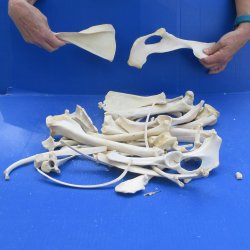 4lb Assorted Bones