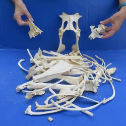4lb Assorted Bones