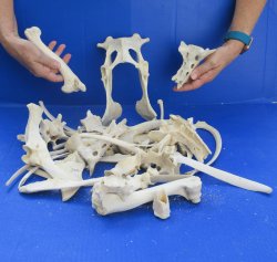 4lb Assorted Bones