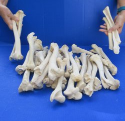 30 Deer Leg Bones 7...