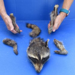 Preserved Raccoon H...