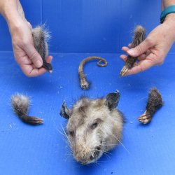 Preserved Opossum H...