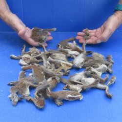 Real Squirrel Feet ...