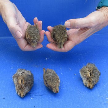 Five Preserved Squirrel Heads 