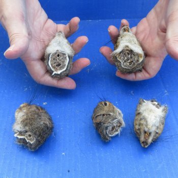 Five Preserved Squirrel Heads 