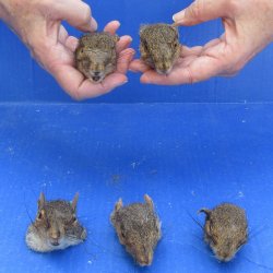 Five Preserved Squi...