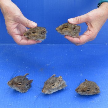 Five Preserved Squirrel Heads 