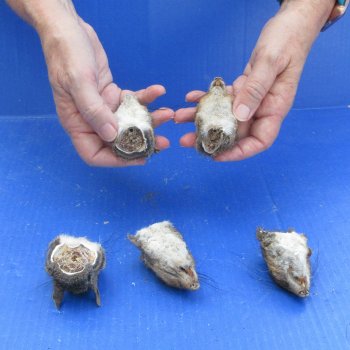Five Preserved Squirrel Heads 